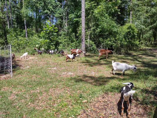 Cultivating Sustainability: The Beauty of Small-Scale Permaculture Farming