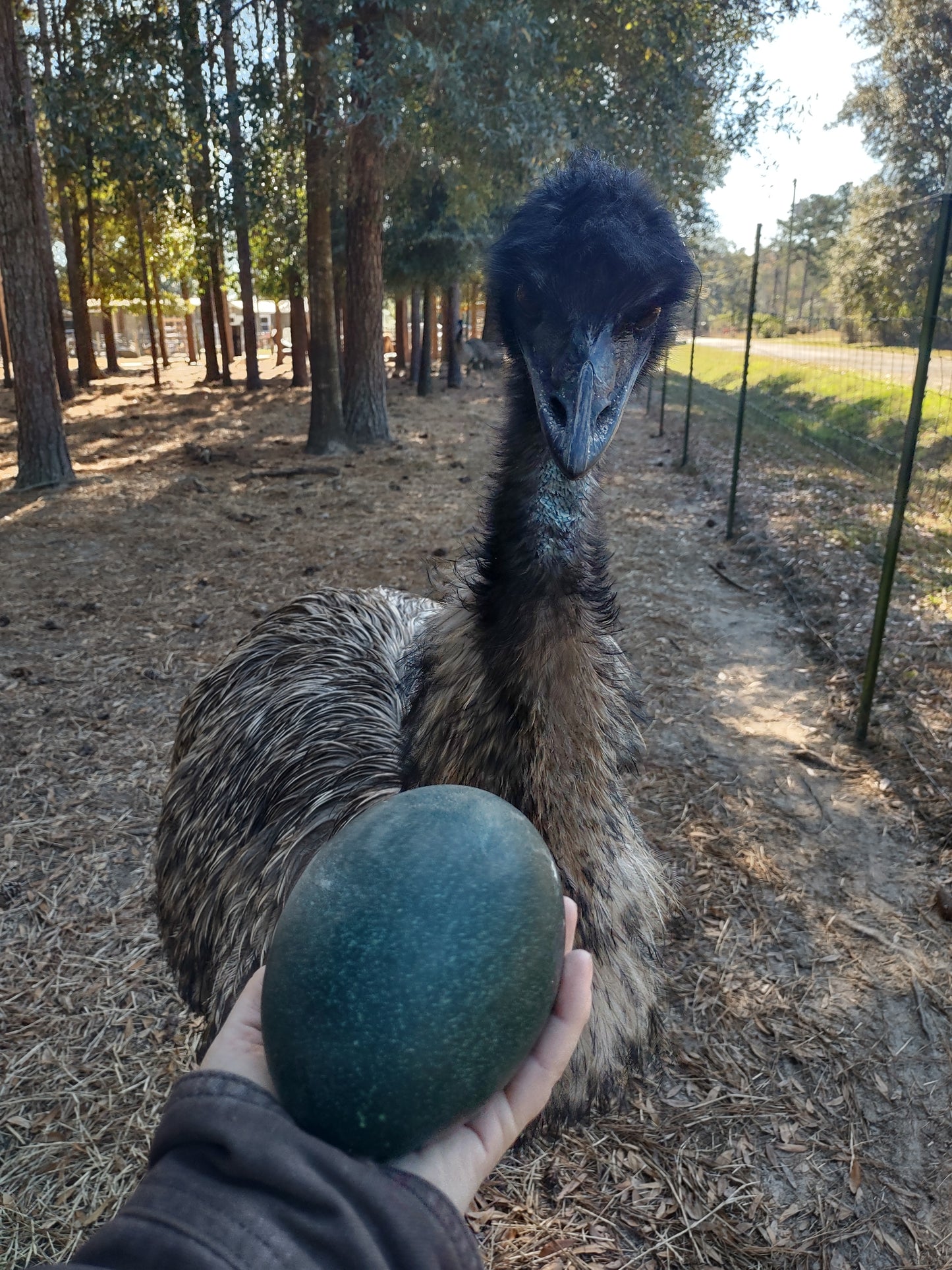 PRE-ORDER – Pair of Fresh Emu Eggs