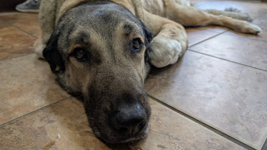 She Just Wasn’t Herself: Addie’s Emergency Pyometra Surgery