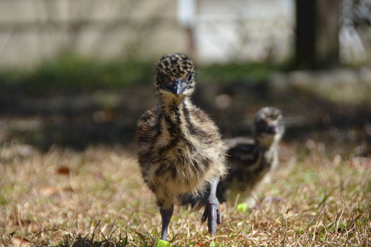 Striped baby emu chick at Whitetail Hollow Farms