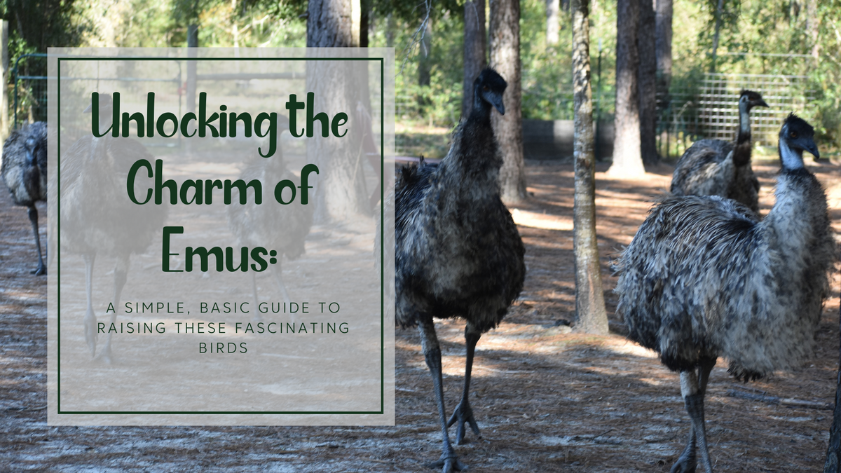 Unlocking the Charm of Emus: A Simple, Basic Guide to Raising These Fa ...