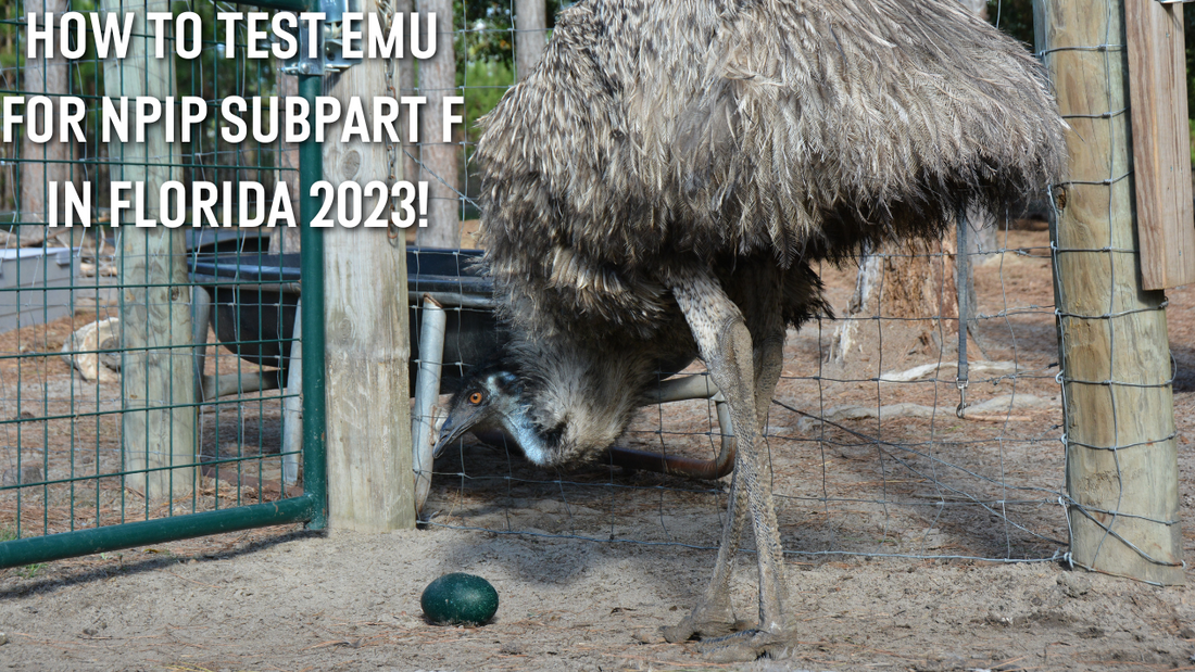 How To Conduct A Florida NPIP Subpart F Emu Inspection