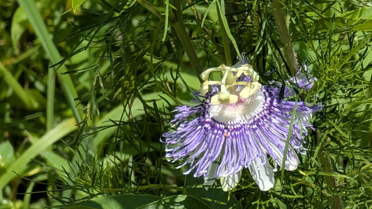 Purple passionflower bloom growing among wild green vines along a farm edge