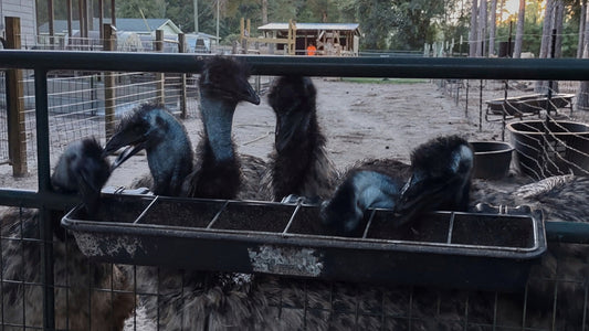 From the Chick Brooder to the Adult Mob: What We Feed Our Emus