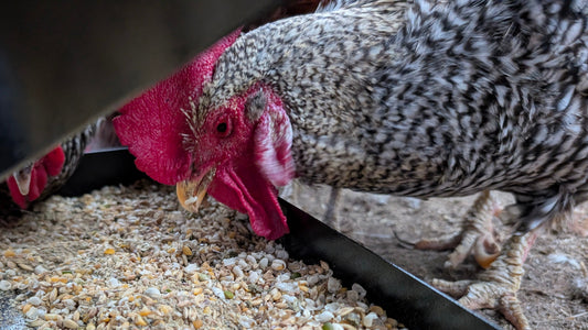 Why We Spend More on Chicken Feed Now