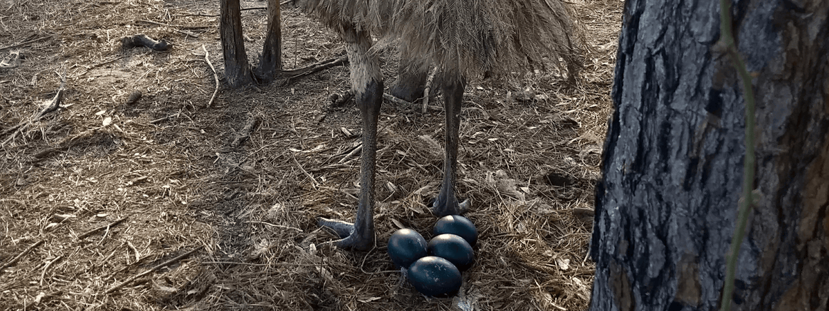 Emu eggs in nest
