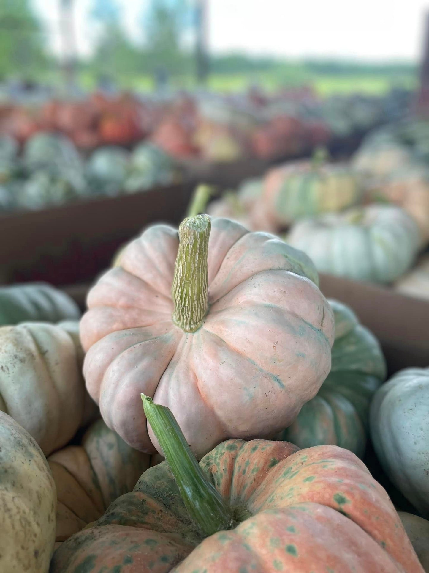 Pumpkins
