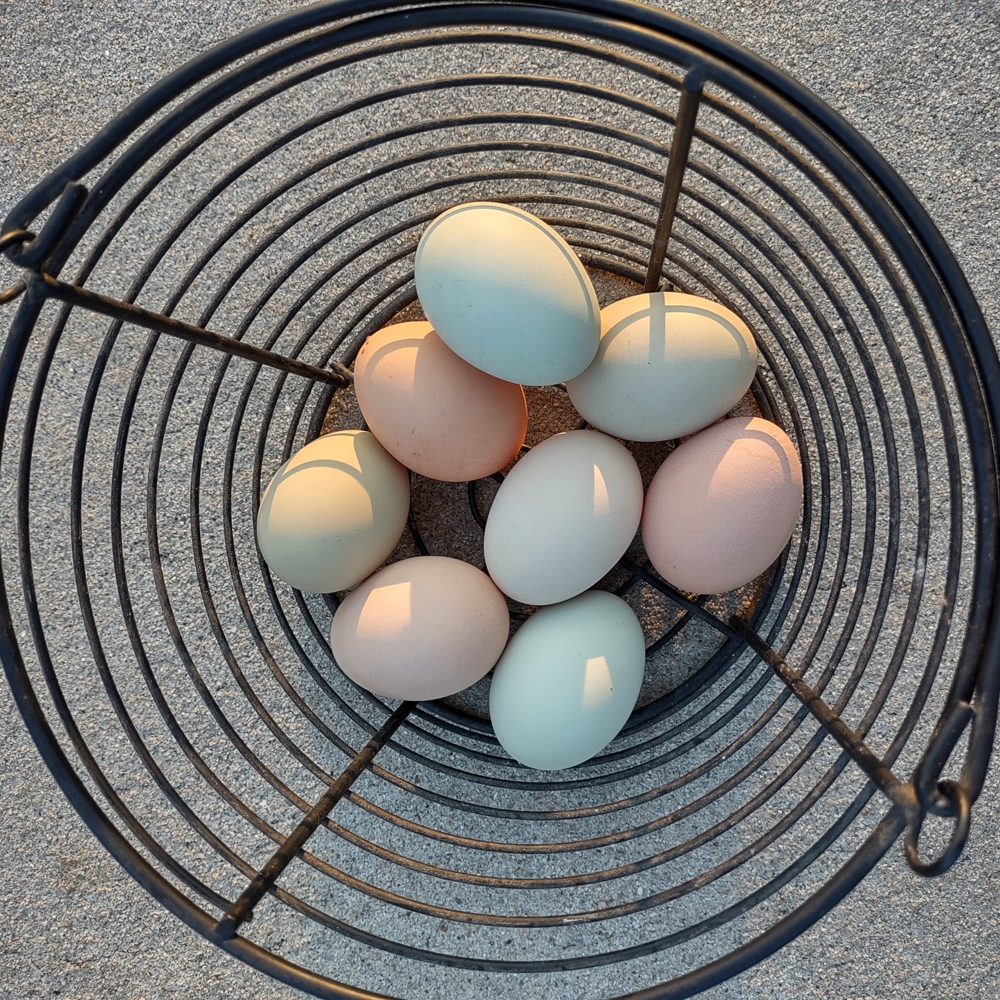 Farm-Fresh Chicken Eggs | 1 Dozen