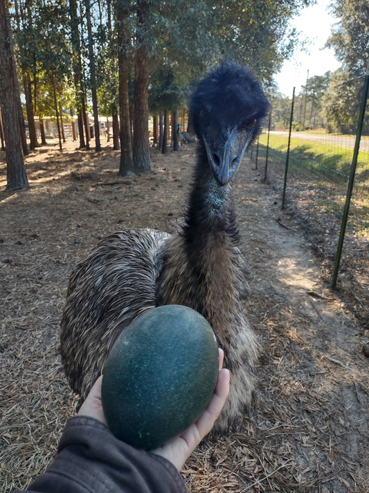 PRE-ORDER – Pair of Fresh Emu Eggs