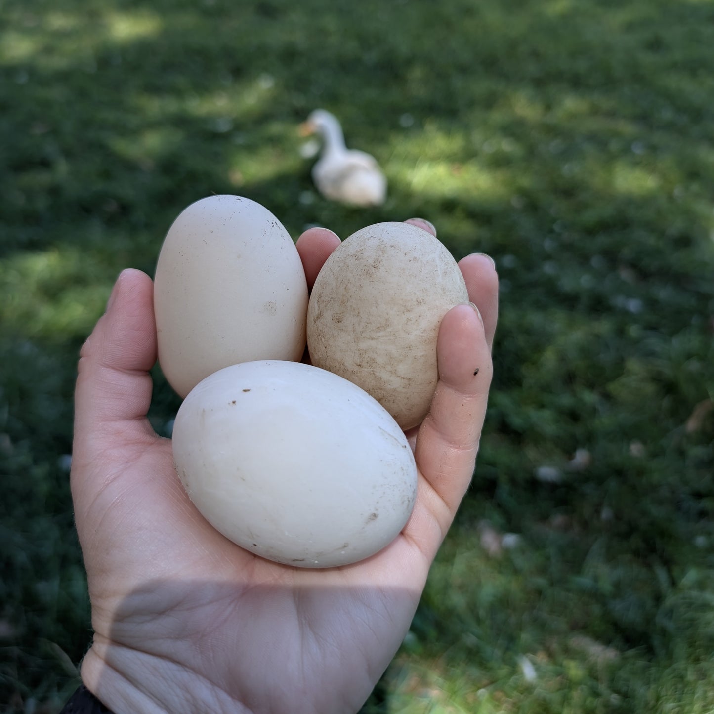 Free-Range Duck Eggs | 1 Dozen